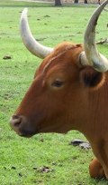 country cows
